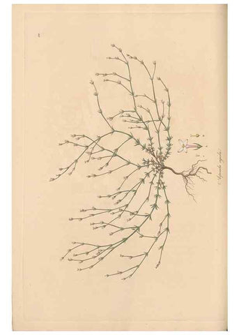 Reproducción/Reproduction 49556367593: Flora Graeca, sive, Plantarum rariorum historia, quas in provinciis aut insulis Graeciae /. Londini :Typis Richardi Taylor et socii, in Vico Shoe-Lane :MDCCCVI-MDCCCXL [1806-1840].. 