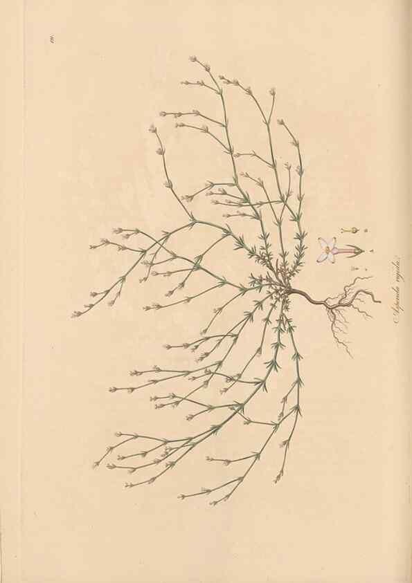 Reproducción/Reproduction 49556367593: Flora Graeca, sive, Plantarum rariorum historia, quas in provinciis aut insulis Graeciae /. Londini :Typis Richardi Taylor et socii, in Vico Shoe-Lane :MDCCCVI-MDCCCXL [1806-1840].. 