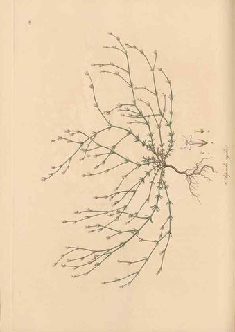 Reproducción/Reproduction 49556367593: Flora Graeca, sive, Plantarum rariorum historia, quas in provinciis aut insulis Graeciae /. Londini :Typis Richardi Taylor et socii, in Vico Shoe-Lane :MDCCCVI-MDCCCXL [1806-1840].. 