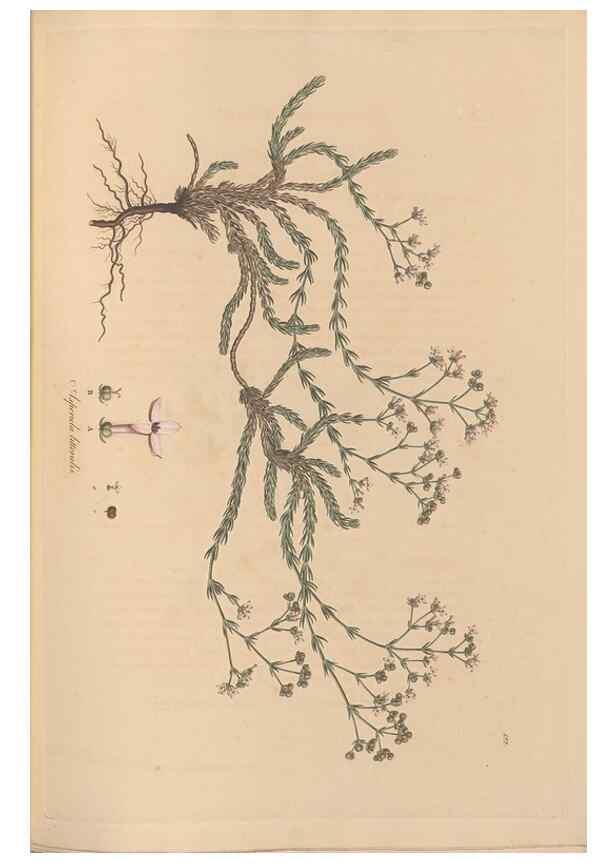 Reproducción/Reproduction 49556865896: Flora Graeca, sive, Plantarum rariorum historia, quas in provinciis aut insulis Graeciae /. Londini :Typis Richardi Taylor et socii, in Vico Shoe-Lane :MDCCCVI-MDCCCXL [1806-1840].. 