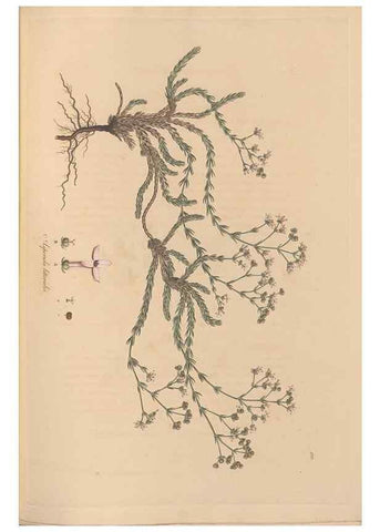 Reproducción/Reproduction 49556865896: Flora Graeca, sive, Plantarum rariorum historia, quas in provinciis aut insulis Graeciae /. Londini :Typis Richardi Taylor et socii, in Vico Shoe-Lane :MDCCCVI-MDCCCXL [1806-1840].. 
