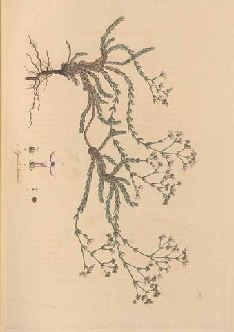 Reproducción/Reproduction 49556865896: Flora Graeca, sive, Plantarum rariorum historia, quas in provinciis aut insulis Graeciae /. Londini :Typis Richardi Taylor et socii, in Vico Shoe-Lane :MDCCCVI-MDCCCXL [1806-1840].. 