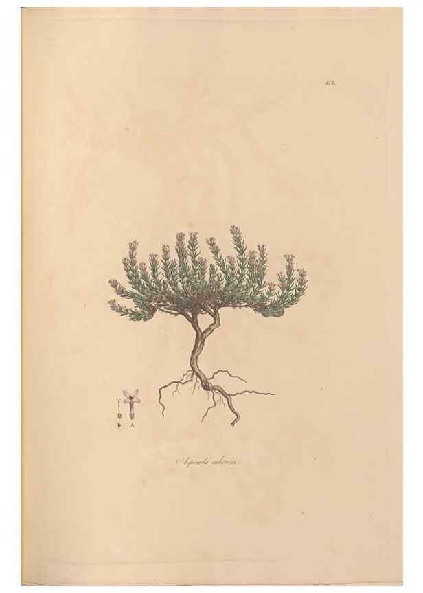 Reproducción/Reproduction 49556368238: Flora Graeca, sive, Plantarum rariorum historia, quas in provinciis aut insulis Graeciae /. Londini :Typis Richardi Taylor et socii, in Vico Shoe-Lane :MDCCCVI-MDCCCXL [1806-1840].. 
