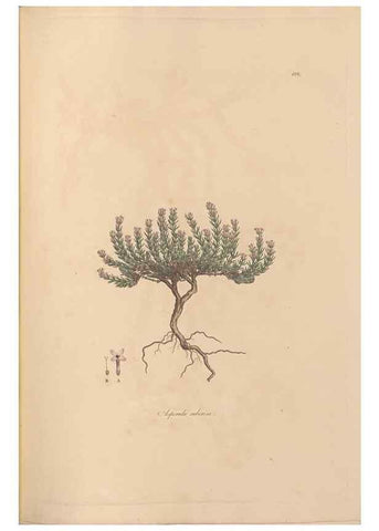 Reproducción/Reproduction 49556368238: Flora Graeca, sive, Plantarum rariorum historia, quas in provinciis aut insulis Graeciae /. Londini :Typis Richardi Taylor et socii, in Vico Shoe-Lane :MDCCCVI-MDCCCXL [1806-1840].. 