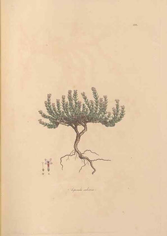 Reproducción/Reproduction 49556368238: Flora Graeca, sive, Plantarum rariorum historia, quas in provinciis aut insulis Graeciae /. Londini :Typis Richardi Taylor et socii, in Vico Shoe-Lane :MDCCCVI-MDCCCXL [1806-1840].. 