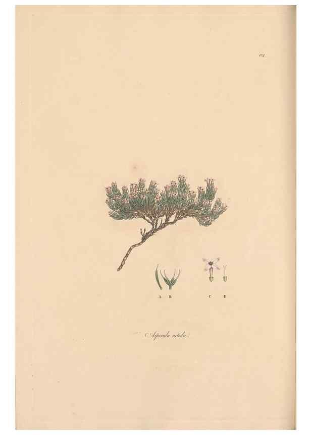 Reproducción/Reproduction 49556866571: Flora Graeca, sive, Plantarum rariorum historia, quas in provinciis aut insulis Graeciae /. Londini :Typis Richardi Taylor et socii, in Vico Shoe-Lane :MDCCCVI-MDCCCXL [1806-1840].. 