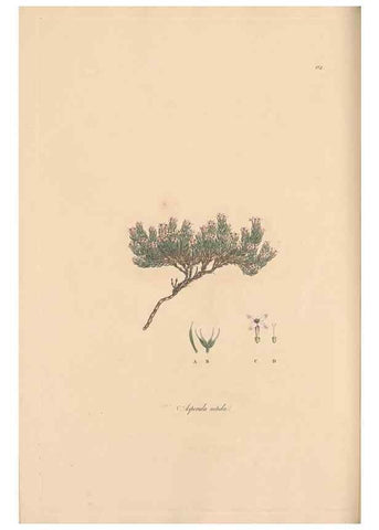 Reproducción/Reproduction 49556866571: Flora Graeca, sive, Plantarum rariorum historia, quas in provinciis aut insulis Graeciae /. Londini :Typis Richardi Taylor et socii, in Vico Shoe-Lane :MDCCCVI-MDCCCXL [1806-1840].. 