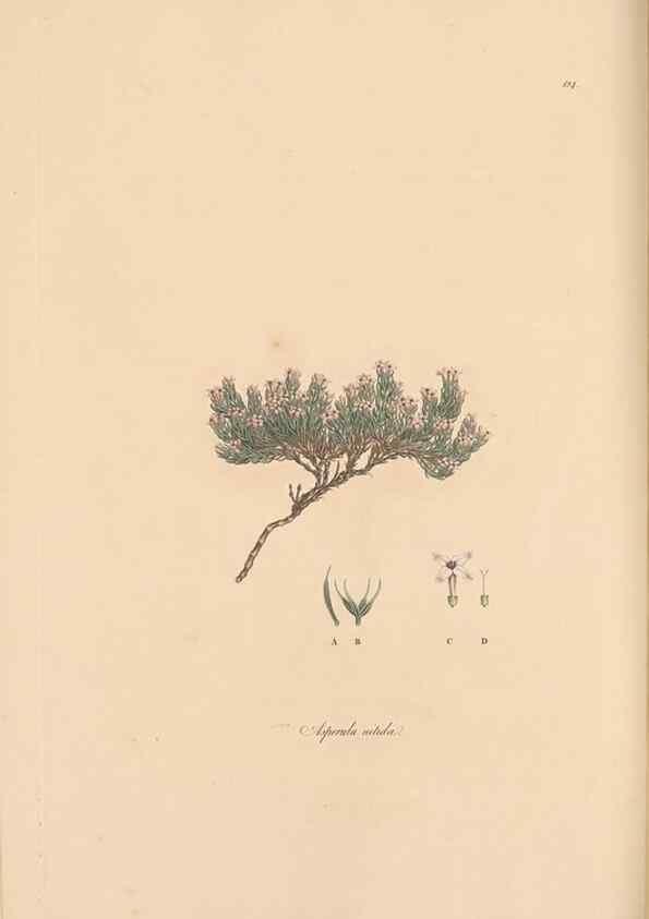 Reproducción/Reproduction 49556866571: Flora Graeca, sive, Plantarum rariorum historia, quas in provinciis aut insulis Graeciae /. Londini :Typis Richardi Taylor et socii, in Vico Shoe-Lane :MDCCCVI-MDCCCXL [1806-1840].. 