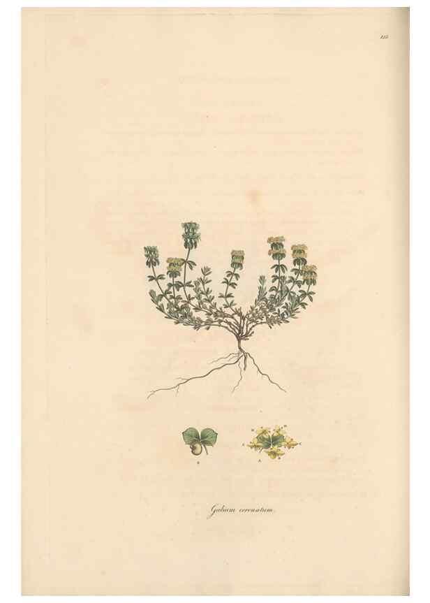 Reproducción/Reproduction 49556368983: Flora Graeca, sive, Plantarum rariorum historia, quas in provinciis aut insulis Graeciae /. Londini :Typis Richardi Taylor et socii, in Vico Shoe-Lane :MDCCCVI-MDCCCXL [1806-1840].. 