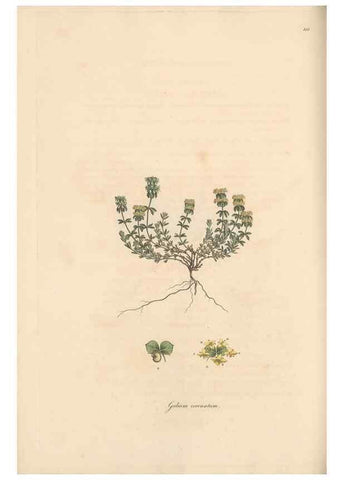 Reproducción/Reproduction 49556368983: Flora Graeca, sive, Plantarum rariorum historia, quas in provinciis aut insulis Graeciae /. Londini :Typis Richardi Taylor et socii, in Vico Shoe-Lane :MDCCCVI-MDCCCXL [1806-1840].. 