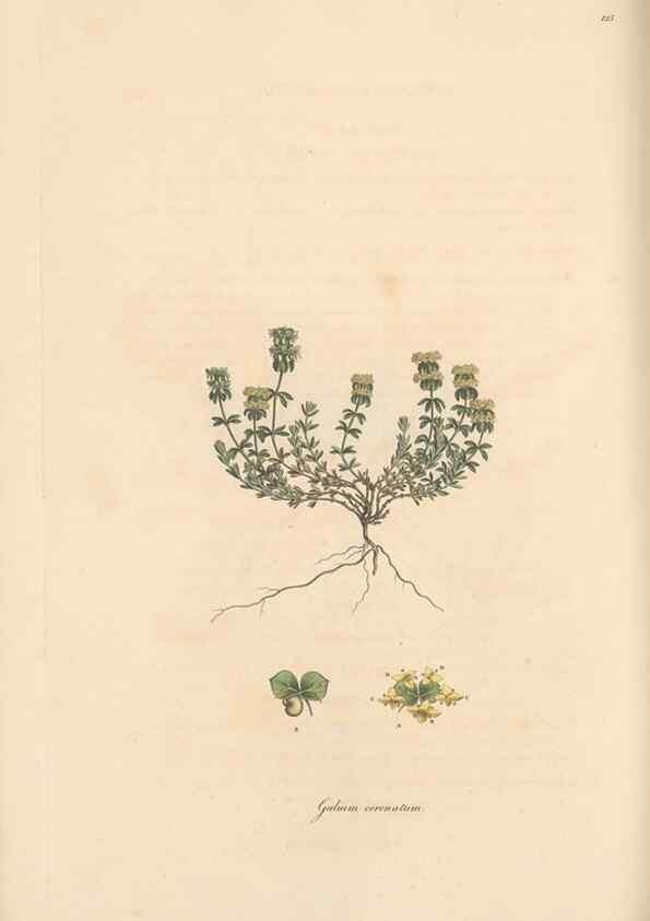 Reproducción/Reproduction 49556368983: Flora Graeca, sive, Plantarum rariorum historia, quas in provinciis aut insulis Graeciae /. Londini :Typis Richardi Taylor et socii, in Vico Shoe-Lane :MDCCCVI-MDCCCXL [1806-1840].. 