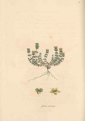 Reproducción/Reproduction 49556368983: Flora Graeca, sive, Plantarum rariorum historia, quas in provinciis aut insulis Graeciae /. Londini :Typis Richardi Taylor et socii, in Vico Shoe-Lane :MDCCCVI-MDCCCXL [1806-1840].. 