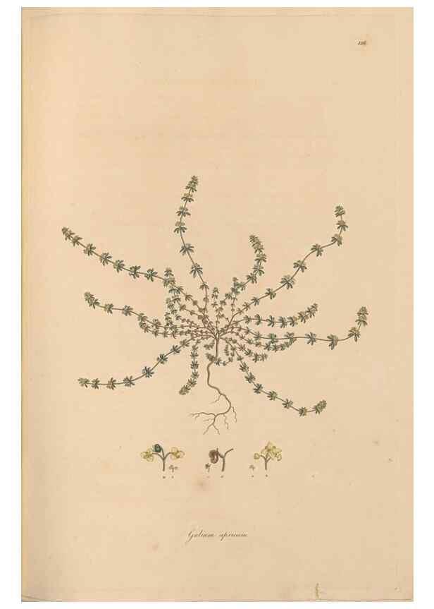 Reproducción/Reproduction 49556867131: Flora Graeca, sive, Plantarum rariorum historia, quas in provinciis aut insulis Graeciae /. Londini :Typis Richardi Taylor et socii, in Vico Shoe-Lane :MDCCCVI-MDCCCXL [1806-1840].. 