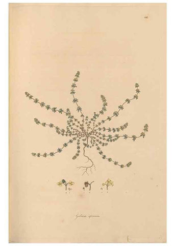 Reproducción/Reproduction 49556867131: Flora Graeca, sive, Plantarum rariorum historia, quas in provinciis aut insulis Graeciae /. Londini :Typis Richardi Taylor et socii, in Vico Shoe-Lane :MDCCCVI-MDCCCXL [1806-1840].. 