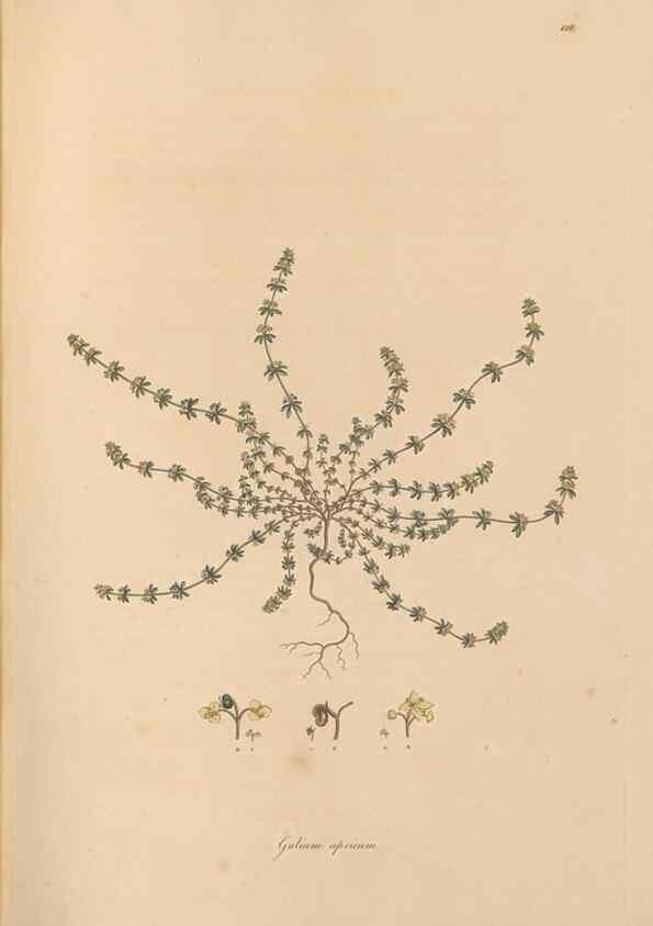Reproducción/Reproduction 49556867131: Flora Graeca, sive, Plantarum rariorum historia, quas in provinciis aut insulis Graeciae /. Londini :Typis Richardi Taylor et socii, in Vico Shoe-Lane :MDCCCVI-MDCCCXL [1806-1840].. 