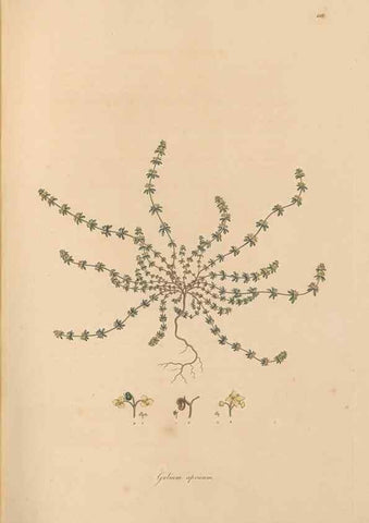 Reproducción/Reproduction 49556867131: Flora Graeca, sive, Plantarum rariorum historia, quas in provinciis aut insulis Graeciae /. Londini :Typis Richardi Taylor et socii, in Vico Shoe-Lane :MDCCCVI-MDCCCXL [1806-1840].. 