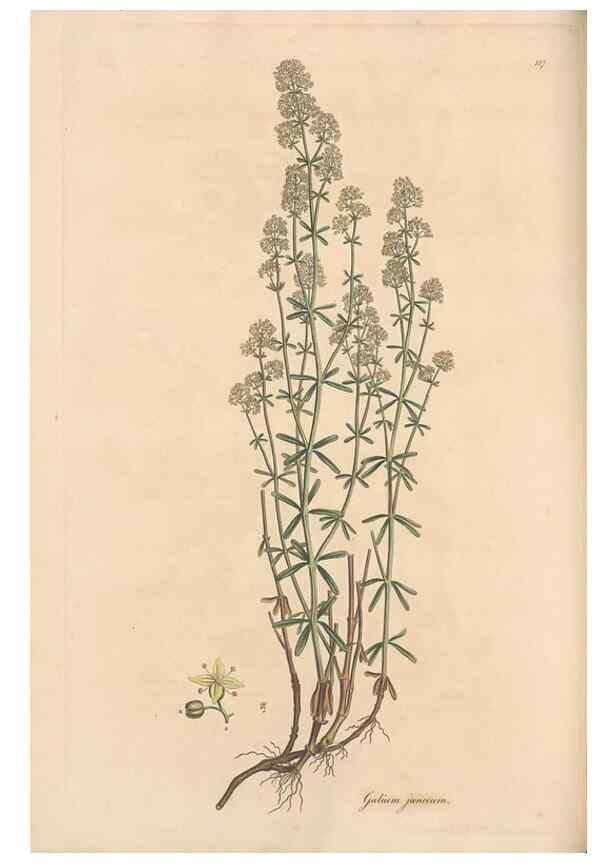 Reproducción/Reproduction 49556369598: Flora Graeca, sive, Plantarum rariorum historia, quas in provinciis aut insulis Graeciae /. Londini :Typis Richardi Taylor et socii, in Vico Shoe-Lane :MDCCCVI-MDCCCXL [1806-1840].. 
