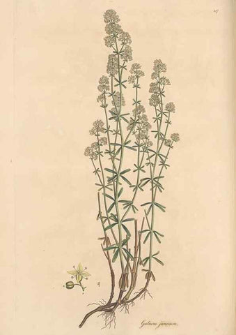 Reproducción/Reproduction 49556369598: Flora Graeca, sive, Plantarum rariorum historia, quas in provinciis aut insulis Graeciae /. Londini :Typis Richardi Taylor et socii, in Vico Shoe-Lane :MDCCCVI-MDCCCXL [1806-1840].. 