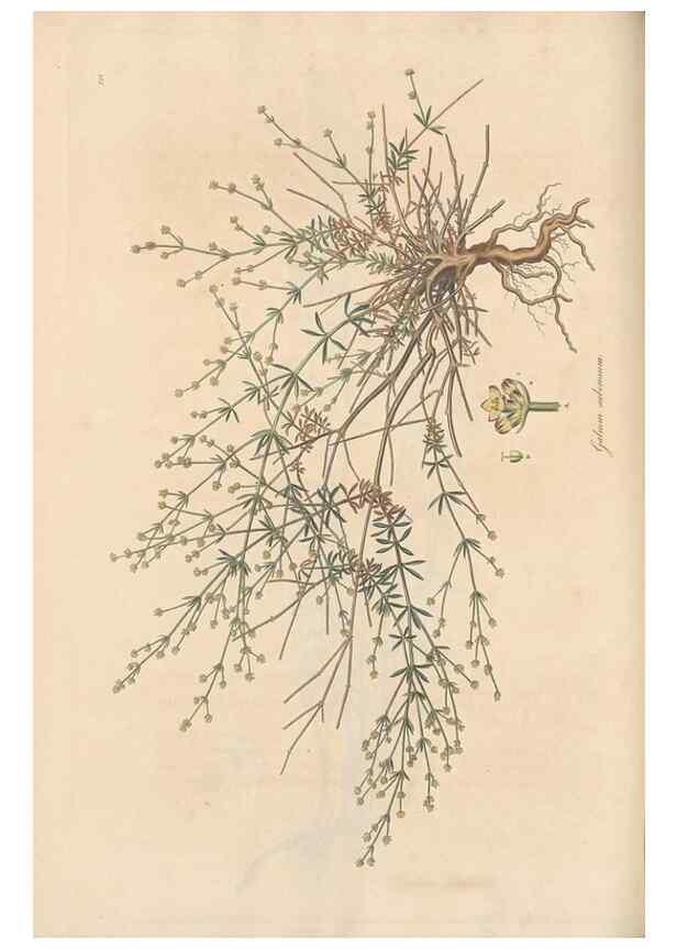 Reproducción/Reproduction 49556867751: Flora Graeca, sive, Plantarum rariorum historia, quas in provinciis aut insulis Graeciae /. Londini :Typis Richardi Taylor et socii, in Vico Shoe-Lane :MDCCCVI-MDCCCXL [1806-1840].. 