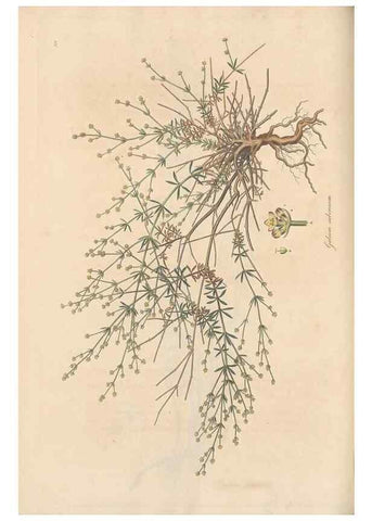 Reproducción/Reproduction 49556867751: Flora Graeca, sive, Plantarum rariorum historia, quas in provinciis aut insulis Graeciae /. Londini :Typis Richardi Taylor et socii, in Vico Shoe-Lane :MDCCCVI-MDCCCXL [1806-1840].. 