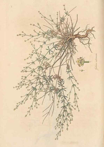 Reproducción/Reproduction 49556867751: Flora Graeca, sive, Plantarum rariorum historia, quas in provinciis aut insulis Graeciae /. Londini :Typis Richardi Taylor et socii, in Vico Shoe-Lane :MDCCCVI-MDCCCXL [1806-1840].. 