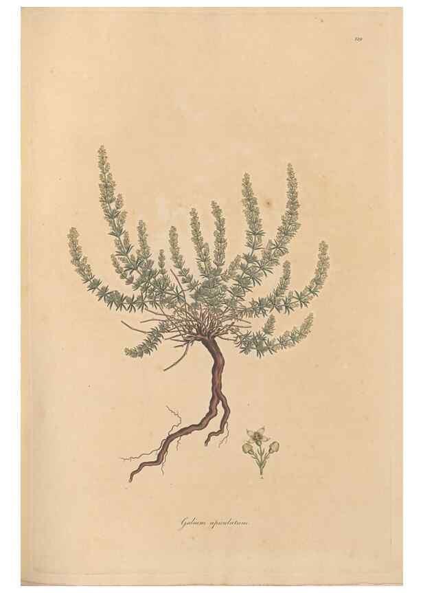 Reproducción/Reproduction 49556370173: Flora Graeca, sive, Plantarum rariorum historia, quas in provinciis aut insulis Graeciae /. Londini :Typis Richardi Taylor et socii, in Vico Shoe-Lane :MDCCCVI-MDCCCXL [1806-1840].. 