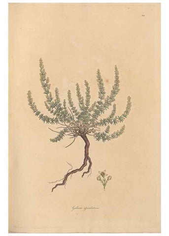 Reproducción/Reproduction 49556370173: Flora Graeca, sive, Plantarum rariorum historia, quas in provinciis aut insulis Graeciae /. Londini :Typis Richardi Taylor et socii, in Vico Shoe-Lane :MDCCCVI-MDCCCXL [1806-1840].. 