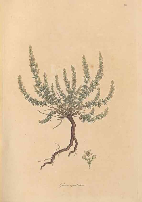 Reproducción/Reproduction 49556370173: Flora Graeca, sive, Plantarum rariorum historia, quas in provinciis aut insulis Graeciae /. Londini :Typis Richardi Taylor et socii, in Vico Shoe-Lane :MDCCCVI-MDCCCXL [1806-1840].. 