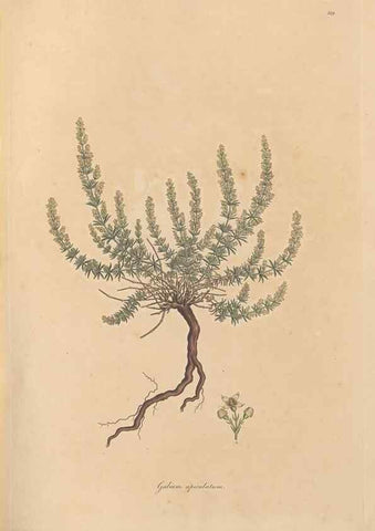 Reproducción/Reproduction 49556370173: Flora Graeca, sive, Plantarum rariorum historia, quas in provinciis aut insulis Graeciae /. Londini :Typis Richardi Taylor et socii, in Vico Shoe-Lane :MDCCCVI-MDCCCXL [1806-1840].. 