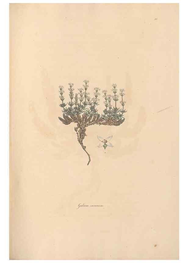 Reproducción/Reproduction 49557104487: Flora Graeca, sive, Plantarum rariorum historia, quas in provinciis aut insulis Graeciae /. Londini :Typis Richardi Taylor et socii, in Vico Shoe-Lane :MDCCCVI-MDCCCXL [1806-1840].. 