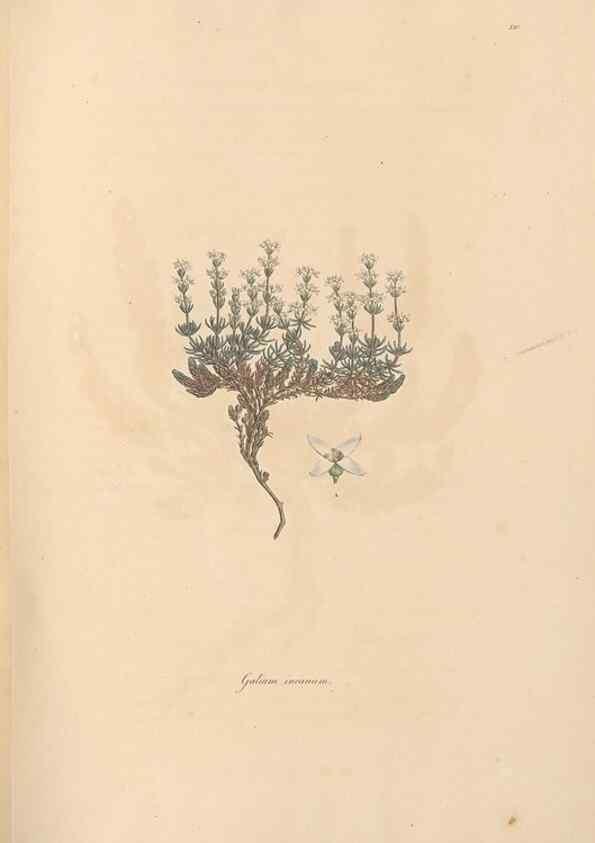 Reproducción/Reproduction 49557104487: Flora Graeca, sive, Plantarum rariorum historia, quas in provinciis aut insulis Graeciae /. Londini :Typis Richardi Taylor et socii, in Vico Shoe-Lane :MDCCCVI-MDCCCXL [1806-1840].. 
