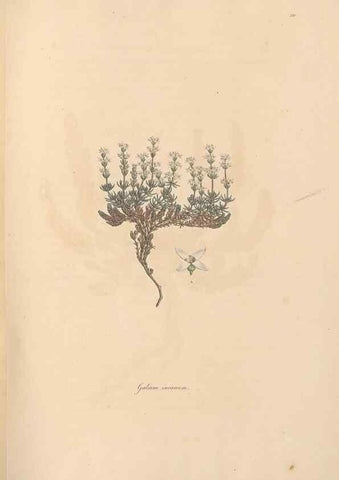 Reproducción/Reproduction 49557104487: Flora Graeca, sive, Plantarum rariorum historia, quas in provinciis aut insulis Graeciae /. Londini :Typis Richardi Taylor et socii, in Vico Shoe-Lane :MDCCCVI-MDCCCXL [1806-1840].. 