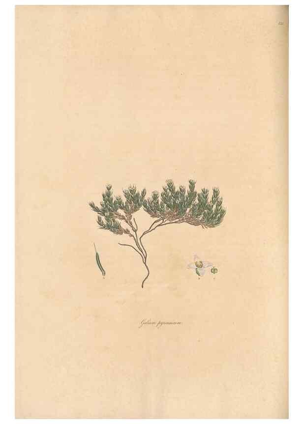 Reproducción/Reproduction 49557104862: Flora Graeca, sive, Plantarum rariorum historia, quas in provinciis aut insulis Graeciae /. Londini :Typis Richardi Taylor et socii, in Vico Shoe-Lane :MDCCCVI-MDCCCXL [1806-1840].. 