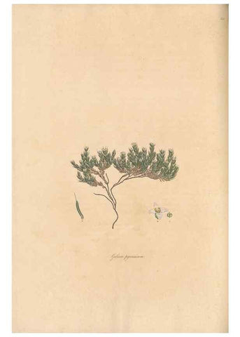 Reproducción/Reproduction 49557104862: Flora Graeca, sive, Plantarum rariorum historia, quas in provinciis aut insulis Graeciae /. Londini :Typis Richardi Taylor et socii, in Vico Shoe-Lane :MDCCCVI-MDCCCXL [1806-1840].. 