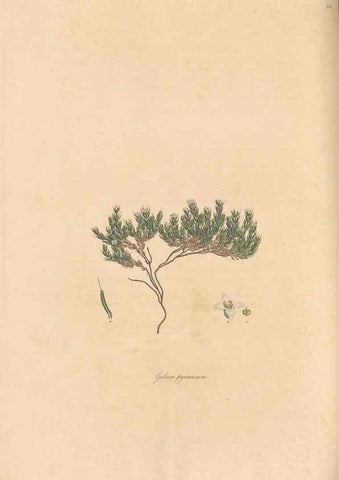 Reproducción/Reproduction 49557104862: Flora Graeca, sive, Plantarum rariorum historia, quas in provinciis aut insulis Graeciae /. Londini :Typis Richardi Taylor et socii, in Vico Shoe-Lane :MDCCCVI-MDCCCXL [1806-1840].. 