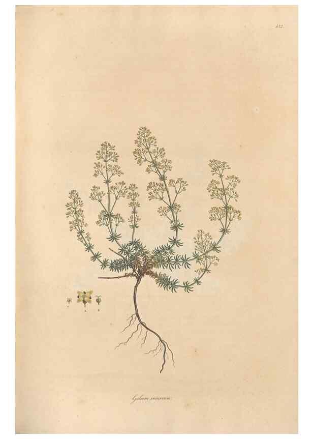 Reproducción/Reproduction 49557105177: Flora Graeca, sive, Plantarum rariorum historia, quas in provinciis aut insulis Graeciae /. Londini :Typis Richardi Taylor et socii, in Vico Shoe-Lane :MDCCCVI-MDCCCXL [1806-1840].. 