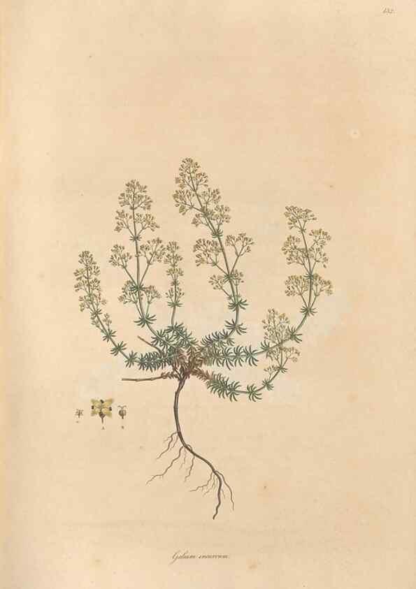 Reproducción/Reproduction 49557105177: Flora Graeca, sive, Plantarum rariorum historia, quas in provinciis aut insulis Graeciae /. Londini :Typis Richardi Taylor et socii, in Vico Shoe-Lane :MDCCCVI-MDCCCXL [1806-1840].. 