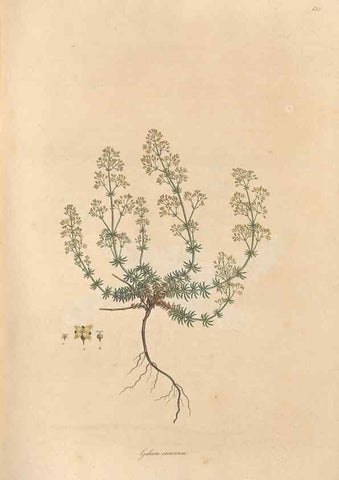 Reproducción/Reproduction 49557105177: Flora Graeca, sive, Plantarum rariorum historia, quas in provinciis aut insulis Graeciae /. Londini :Typis Richardi Taylor et socii, in Vico Shoe-Lane :MDCCCVI-MDCCCXL [1806-1840].. 