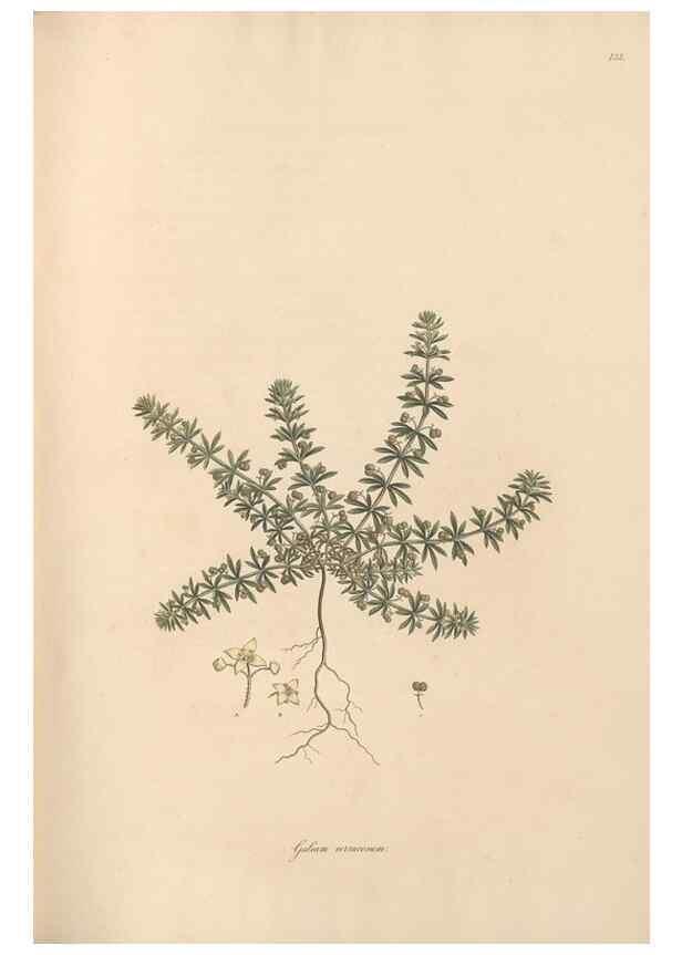 Reproducción/Reproduction 49556869456: Flora Graeca, sive, Plantarum rariorum historia, quas in provinciis aut insulis Graeciae /. Londini :Typis Richardi Taylor et socii, in Vico Shoe-Lane :MDCCCVI-MDCCCXL [1806-1840].. 