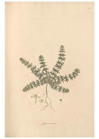 Reproducción/Reproduction 49556869456: Flora Graeca, sive, Plantarum rariorum historia, quas in provinciis aut insulis Graeciae /. Londini :Typis Richardi Taylor et socii, in Vico Shoe-Lane :MDCCCVI-MDCCCXL [1806-1840].. 