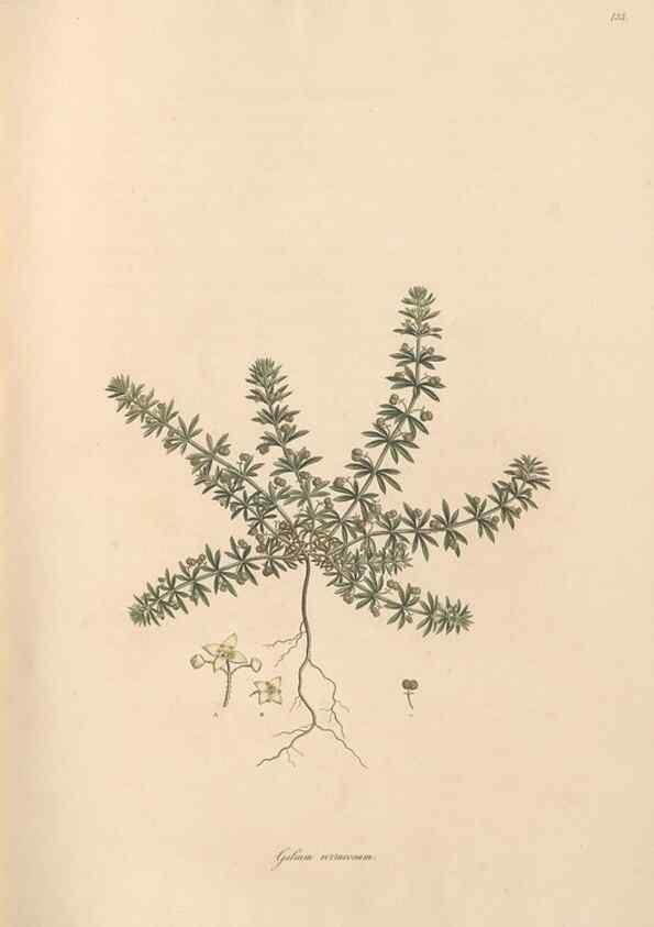 Reproducción/Reproduction 49556869456: Flora Graeca, sive, Plantarum rariorum historia, quas in provinciis aut insulis Graeciae /. Londini :Typis Richardi Taylor et socii, in Vico Shoe-Lane :MDCCCVI-MDCCCXL [1806-1840].. 