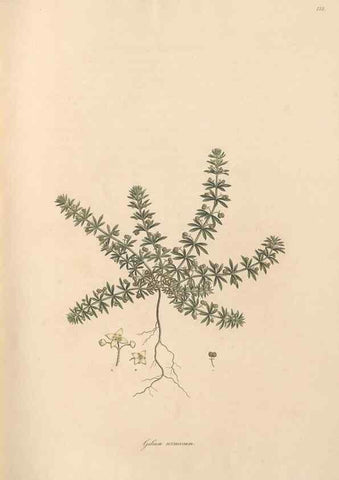 Reproducción/Reproduction 49556869456: Flora Graeca, sive, Plantarum rariorum historia, quas in provinciis aut insulis Graeciae /. Londini :Typis Richardi Taylor et socii, in Vico Shoe-Lane :MDCCCVI-MDCCCXL [1806-1840].. 