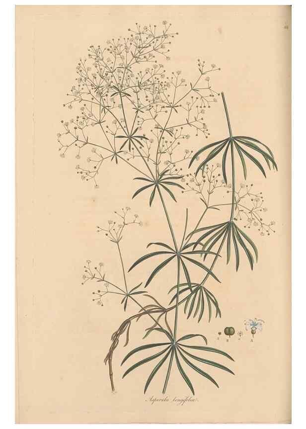 Reproducción/Reproduction 49556864366: Flora Graeca, sive, Plantarum rariorum historia, quas in provinciis aut insulis Graeciae /. Londini :Typis Richardi Taylor et socii, in Vico Shoe-Lane :MDCCCVI-MDCCCXL [1806-1840].. 
