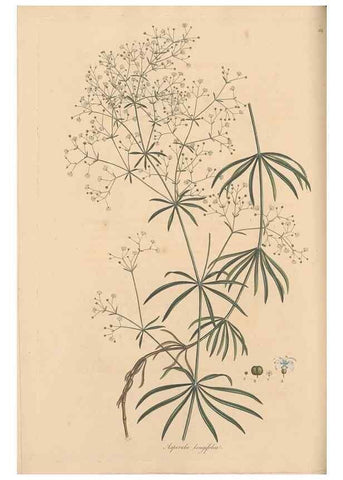 Reproducción/Reproduction 49556864366: Flora Graeca, sive, Plantarum rariorum historia, quas in provinciis aut insulis Graeciae /. Londini :Typis Richardi Taylor et socii, in Vico Shoe-Lane :MDCCCVI-MDCCCXL [1806-1840].. 
