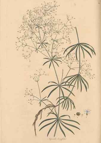 Reproducción/Reproduction 49556864366: Flora Graeca, sive, Plantarum rariorum historia, quas in provinciis aut insulis Graeciae /. Londini :Typis Richardi Taylor et socii, in Vico Shoe-Lane :MDCCCVI-MDCCCXL [1806-1840].. 