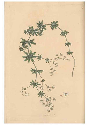 Reproducción/Reproduction 49556365998: Flora Graeca, sive, Plantarum rariorum historia, quas in provinciis aut insulis Graeciae /. Londini :Typis Richardi Taylor et socii, in Vico Shoe-Lane :MDCCCVI-MDCCCXL [1806-1840].. 