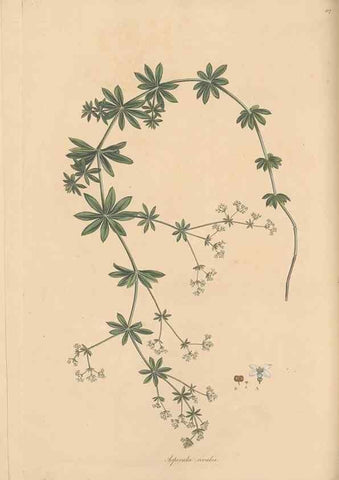 Reproducción/Reproduction 49556365998: Flora Graeca, sive, Plantarum rariorum historia, quas in provinciis aut insulis Graeciae /. Londini :Typis Richardi Taylor et socii, in Vico Shoe-Lane :MDCCCVI-MDCCCXL [1806-1840].. 