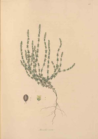 Reproducción/Reproduction 49556863476: Flora Graeca, sive, Plantarum rariorum historia, quas in provinciis aut insulis Graeciae /. Londini :Typis Richardi Taylor et socii, in Vico Shoe-Lane :MDCCCVI-MDCCCXL [1806-1840].. 