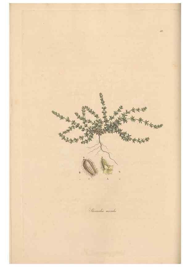 Reproducción/Reproduction 49556863146: Flora Graeca, sive, Plantarum rariorum historia, quas in provinciis aut insulis Graeciae /. Londini :Typis Richardi Taylor et socii, in Vico Shoe-Lane :MDCCCVI-MDCCCXL [1806-1840].. 