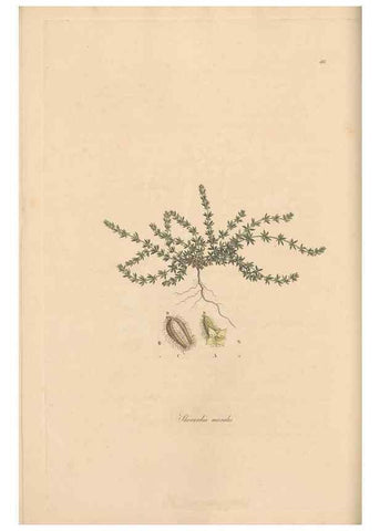Reproducción/Reproduction 49556863146: Flora Graeca, sive, Plantarum rariorum historia, quas in provinciis aut insulis Graeciae /. Londini :Typis Richardi Taylor et socii, in Vico Shoe-Lane :MDCCCVI-MDCCCXL [1806-1840].. 
